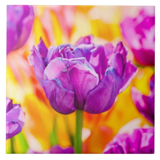 Tulips Verzauberung 06 Fliese (Vorderseite)