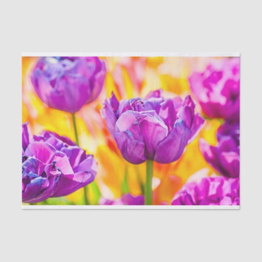 Tulips Verzauberung 06 Seidenpapier (Vorderseite)
