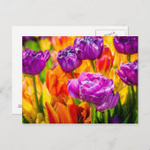 Tulips Verzauberung 12a Postkarte (Vorne/Hinten)