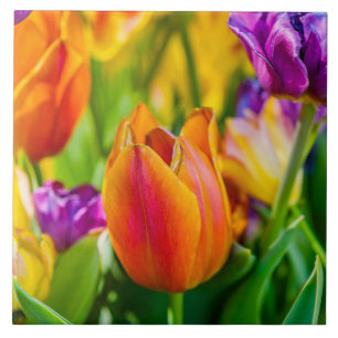 Tulips-Verzauberung Fliese