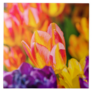 Tulips-Verzauberung Fliese