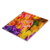 Tulips-Verzauberung Fliese (Seite)
