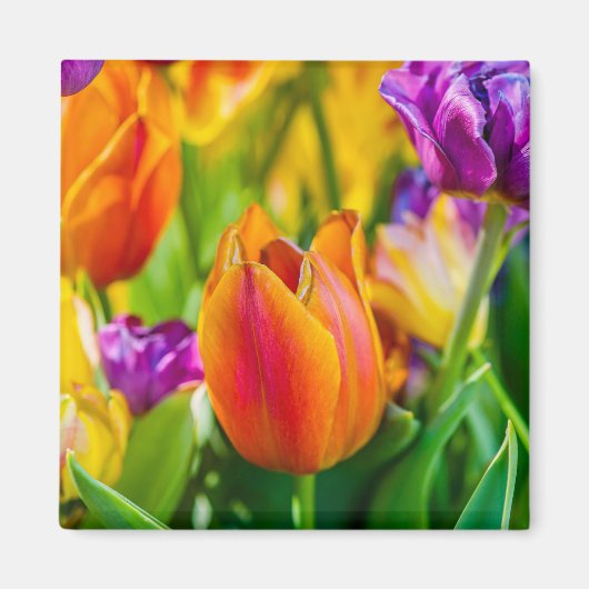 Tulips-Verzauberung Magnet (Vorne)