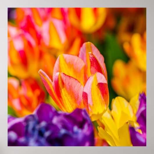 Tulips-Verzauberung Poster (Vorne)