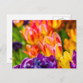 Tulips-Verzauberung Postkarte (Vorne/Hinten)