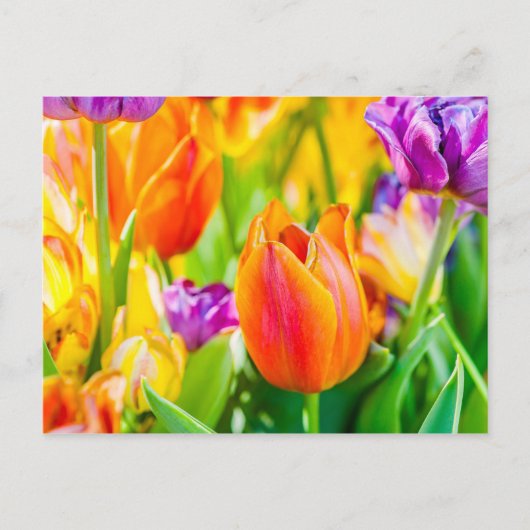 Tulips-Verzauberung Postkarte (Vorderseite)