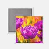 Tulips Verzauberung Violet Magnet (Vorderseite/Rückseite)