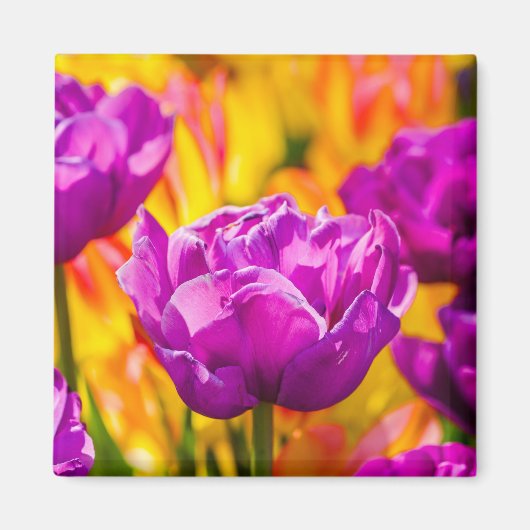 Tulips Verzauberung Violet Magnet (Vorne)