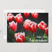 Tulips von Amsterdam Card (Vorne/Hinten)