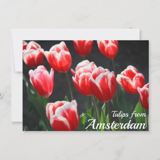 Tulips von Amsterdam Card (Vorderseite)