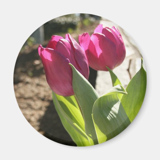 Tulips von Mutter Magnet (Vorne)