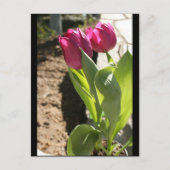 Tulips von Mutter Postkarte (Vorderseite)