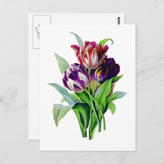 Tulips von Pierre Joseph Redoute Postkarte (Vorne/Hinten)