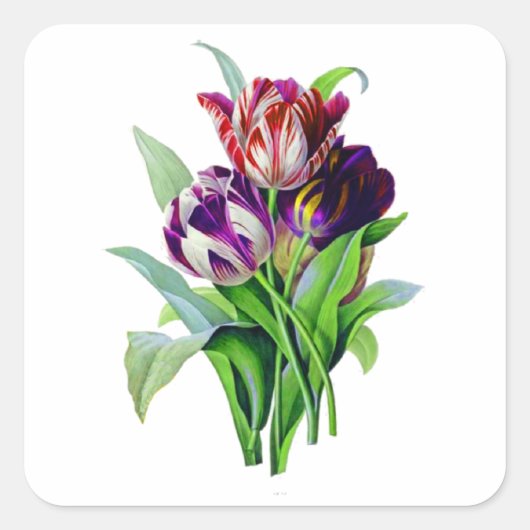 Tulips von Pierre Joseph Redoute Quadratischer Aufkleber (Vorderseite)