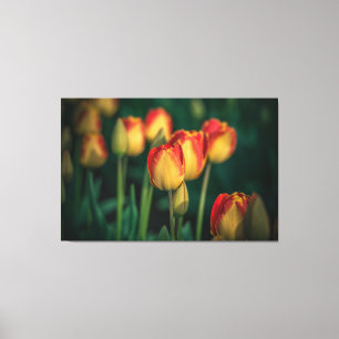 Tulips Wrapped Canvas Leinwanddruck