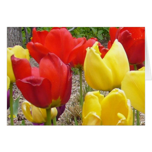 Tulips zur Gartenkarte (Vorderseite (Horizontal))