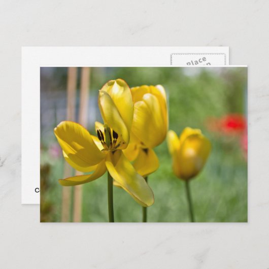 Tulissen Postkarte (Vorne/Hinten)