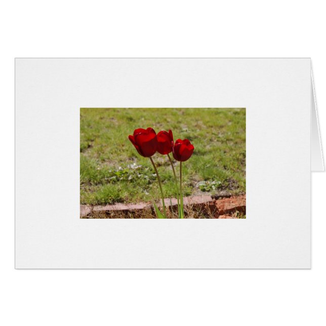 Tulpe (Vorderseite (Horizontal))