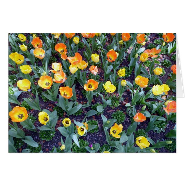 Tulpe (Vorderseite (Horizontal))
