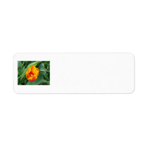 Tulpe-Adressen-Etikett