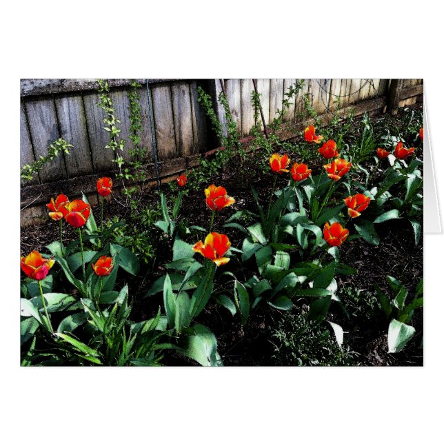 Tulpe-Aquarell (Vorderseite (Horizontal))