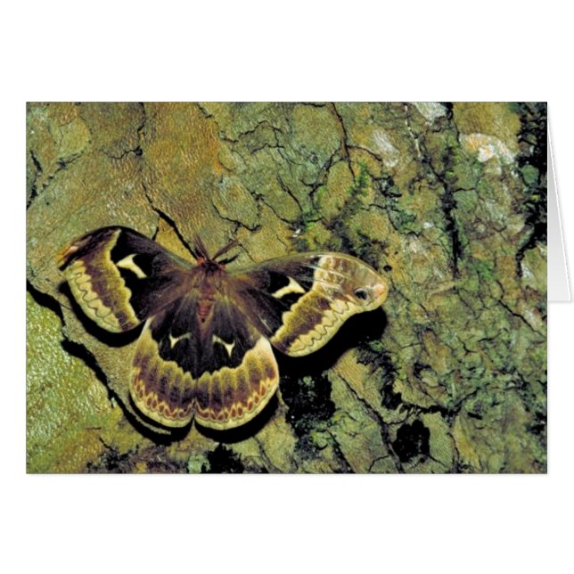 Tulpe-Baum silk Motte (Vorderseite (Horizontal))