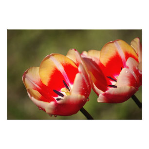 Tulpe-Blumen-Foto Fotodruck