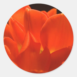 Tulpe-Blumenblatt-Aufkleber Runder Aufkleber