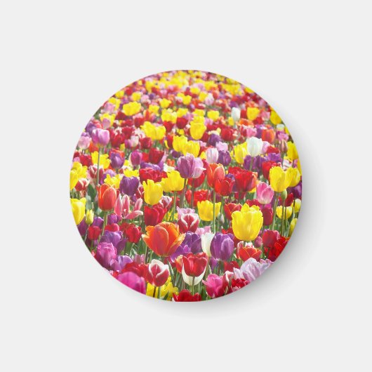 Tulpe-Blumenmagneten Frühlings-Tulpen Magnet (Vorne)