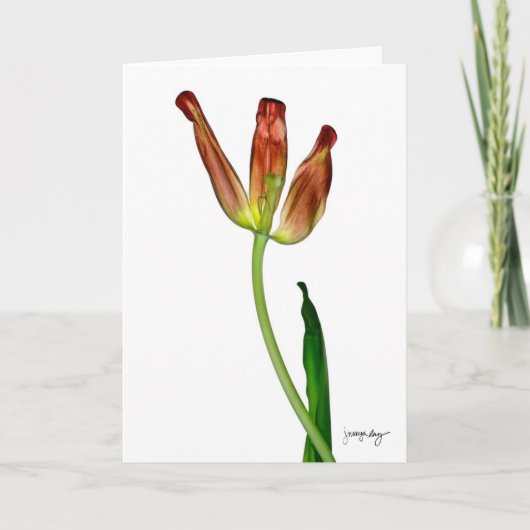 "Tulpe" durch J. Maya Luz Karte (Vorderseite)
