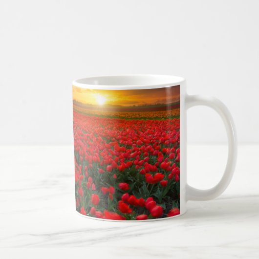 Tulpe-Felder am Sonnenuntergang in den Kaffeetasse (Rechts)