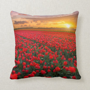 Tulpe-Felder am Sonnenuntergang in den Kissen