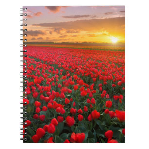 Tulpe-Felder am Sonnenuntergang in den Notizblock