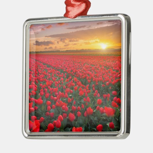 Tulpe-Felder am Sonnenuntergang in den Ornament Aus Metall (Links)