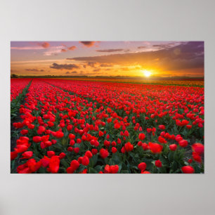 Tulpe-Felder am Sonnenuntergang in den Poster