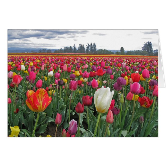 Tulpe-Festival (Vorderseite (Horizontal))