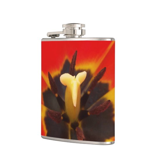 Tulpe Flachmann (Links)