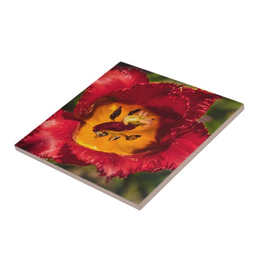 Tulpe Fliese (Seite)