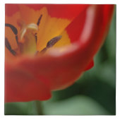 Tulpe Fliese (Vorderseite)