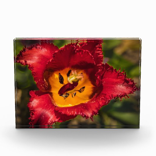 Tulpe Fotoblock (Vorderseite)