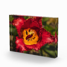 Tulpe Fotoblock