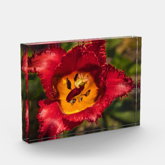 Tulpe Fotoblock (Links)