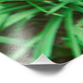 Tulpe Fotodruck (Ecke)