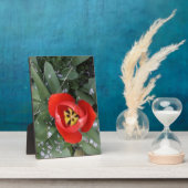 Tulpe Fotoplatte (Seite)