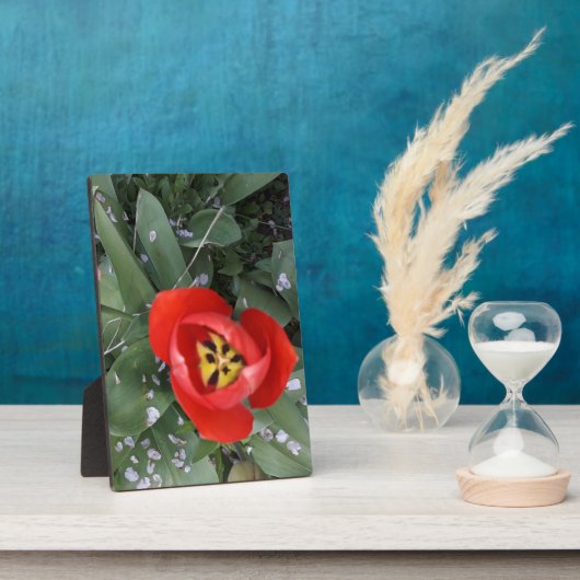 Tulpe Fotoplatte (Seite)