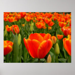 Tulpe-Freude 2 Poster