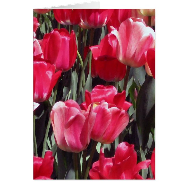 Tulpe-Garten (Vorne)