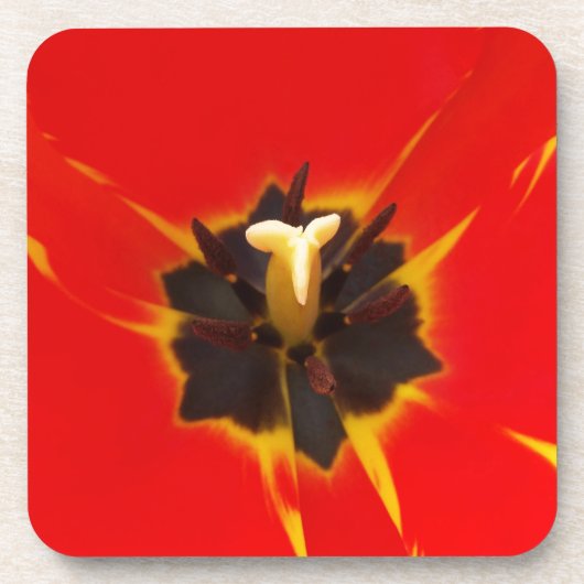 Tulpe Getränkeuntersetzer (Vorderseite)