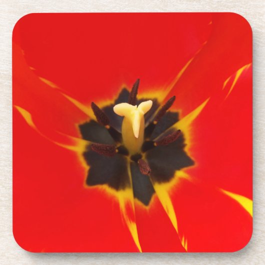 Tulpe Getränkeuntersetzer (Vorderseite)