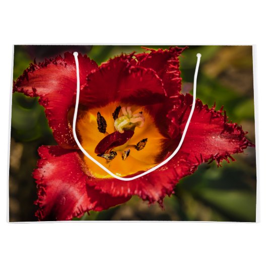 Tulpe Große Geschenktüte (Vorderseite)